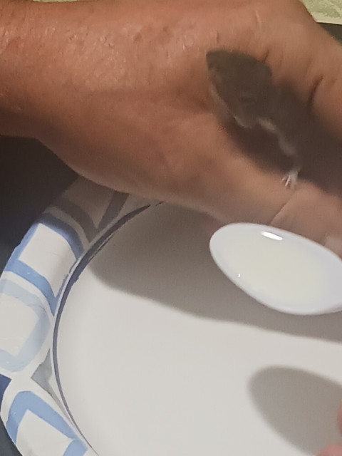 Resized 20260803 181712