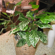 IMG 6461