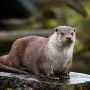 Neville - Otter