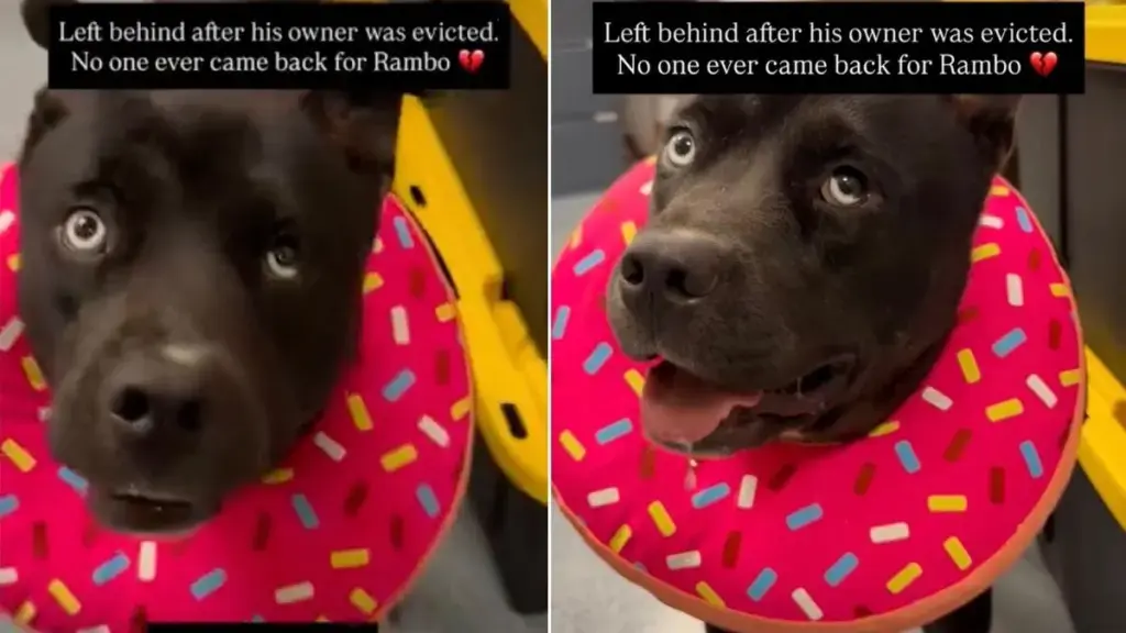 A Lonely Wait Ends for Rambo, the Dog Left Behind