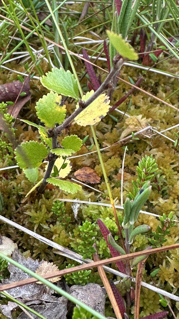 IMG 4770.jpg