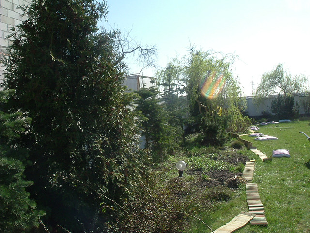 Nasadzenia drzew i krzewów
