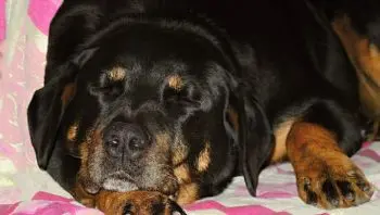Rottweiler Owners Seek Relief for Itchy Pets