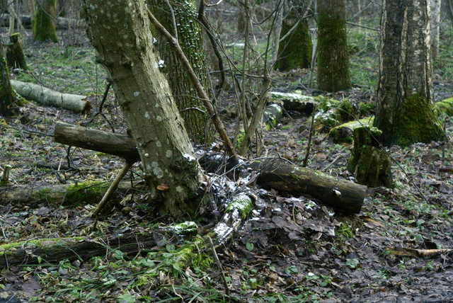 DSC8422-2.jpg