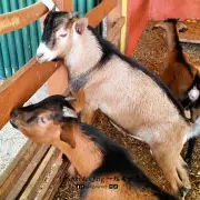 Zoo Negara5