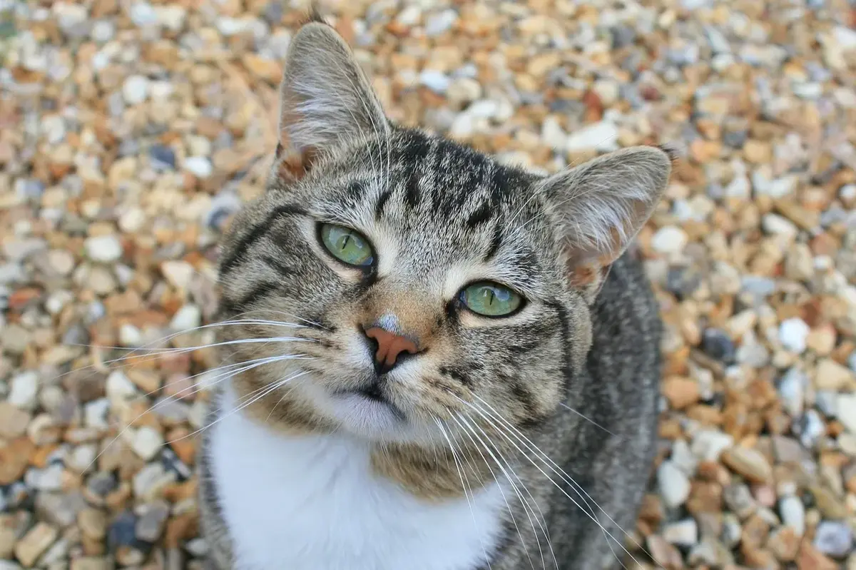 Is Your Cat Running the Show?