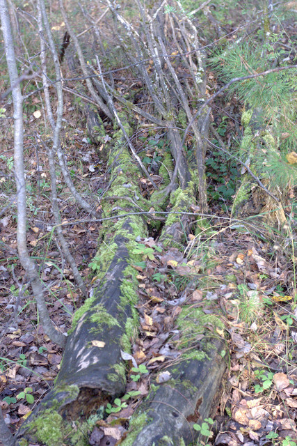 DSC7460-result.jpg
