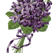 FREE-PASSION-VIOLETTES-CAJ4