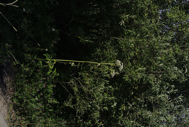 DSC5310-result.jpg