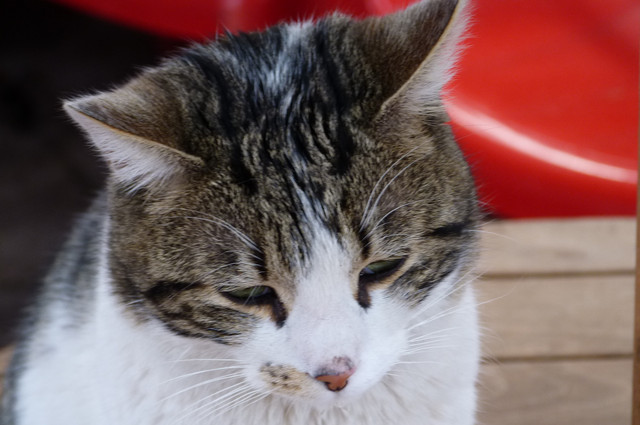 Gato.jpg