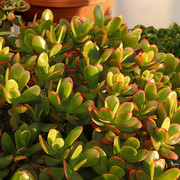 IMG-3691