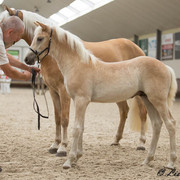 5-1-van-12