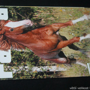 IMG-7753