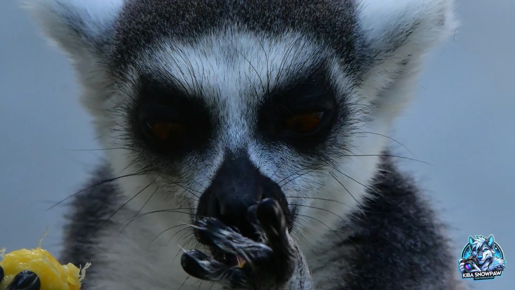 A ring-tailed lemur with a piece of food.