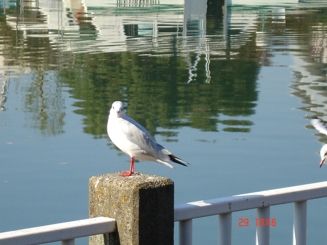 2008-11-29-267.jpg