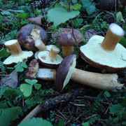 DSC00311