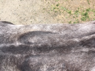 IMG-1708.jpg