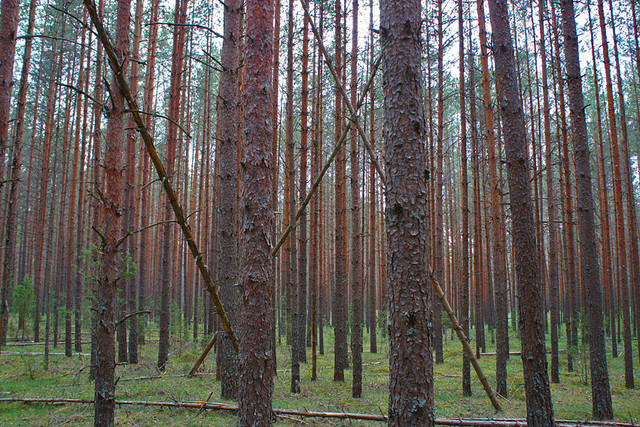 may19-woods-07