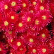 IMG-7779