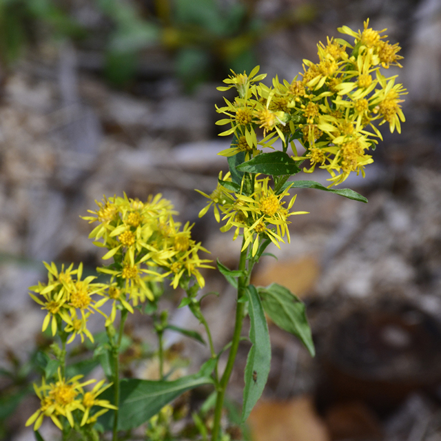 Vara-de-ouro (Solidago virgaurea)