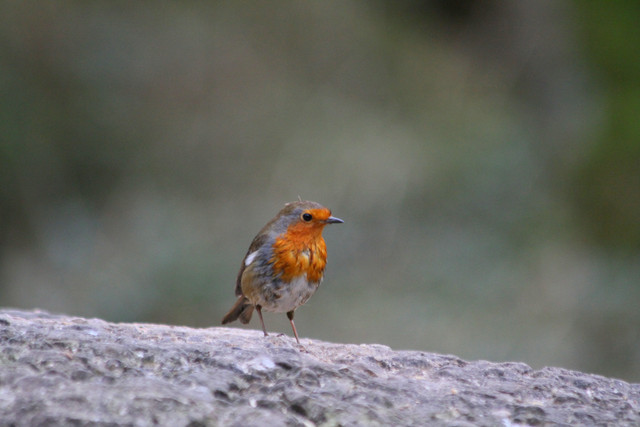 Robin-4