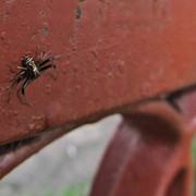 IMG-9326-5