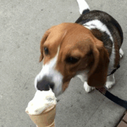 HOUND-EATING-ICECREAM
