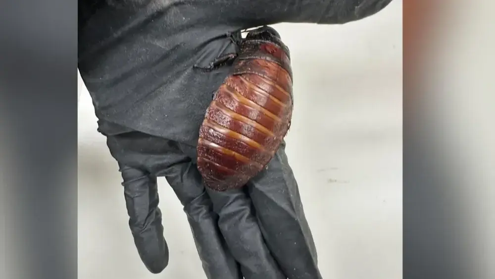 Australia confiscă peste 100.000 de gândaci exotici ilegali