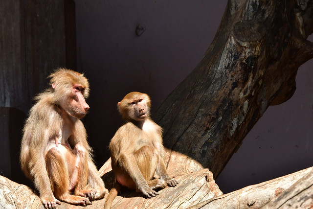 Hamadryas baboons at Copenhagen Zoo