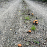 IMG 5154
