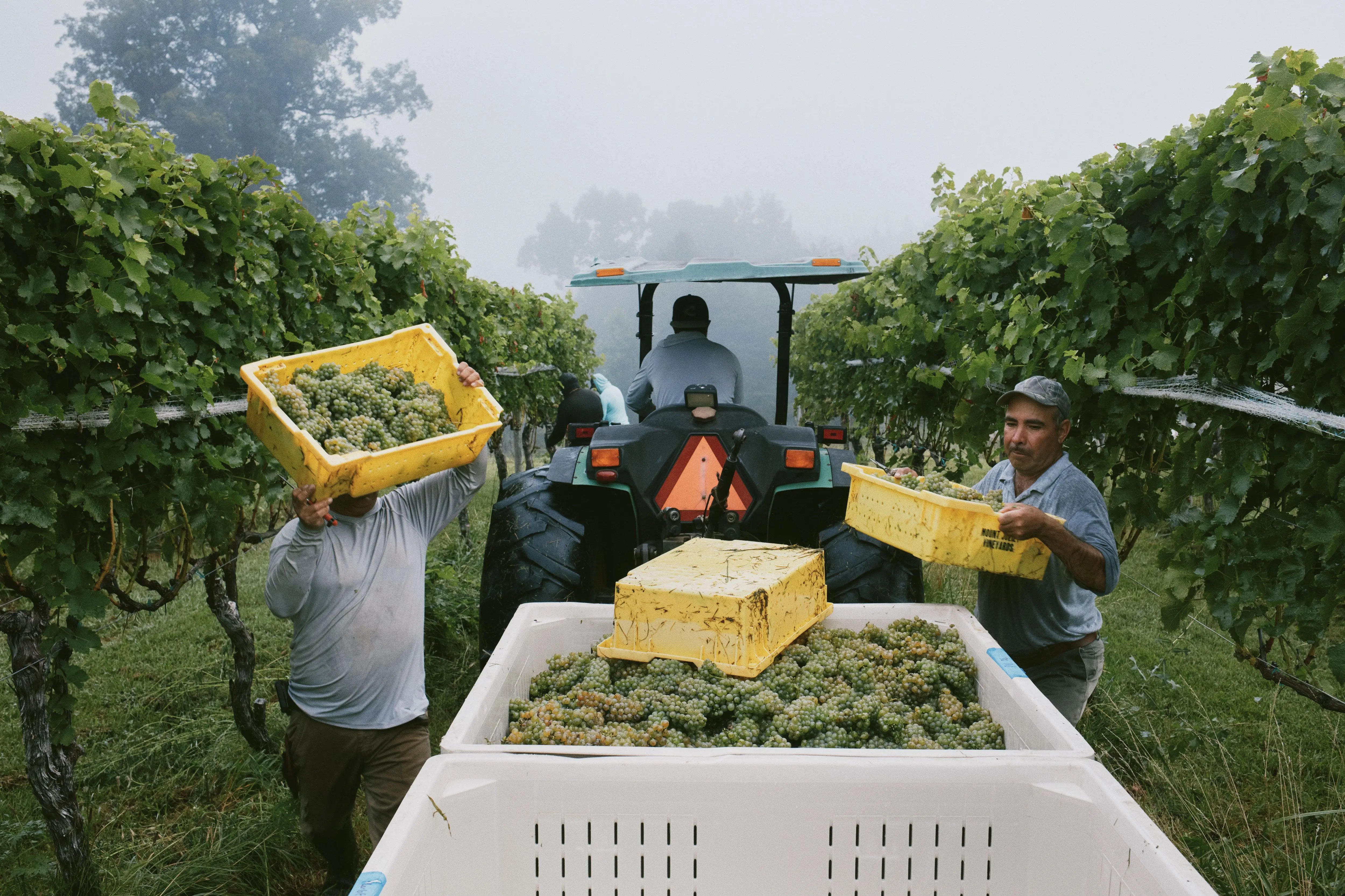 Advocating for Local Wine: Why Aren't We Embracing Regional