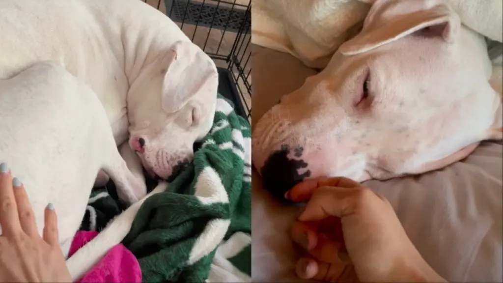 A Special Morning Routine for a Deaf Dog