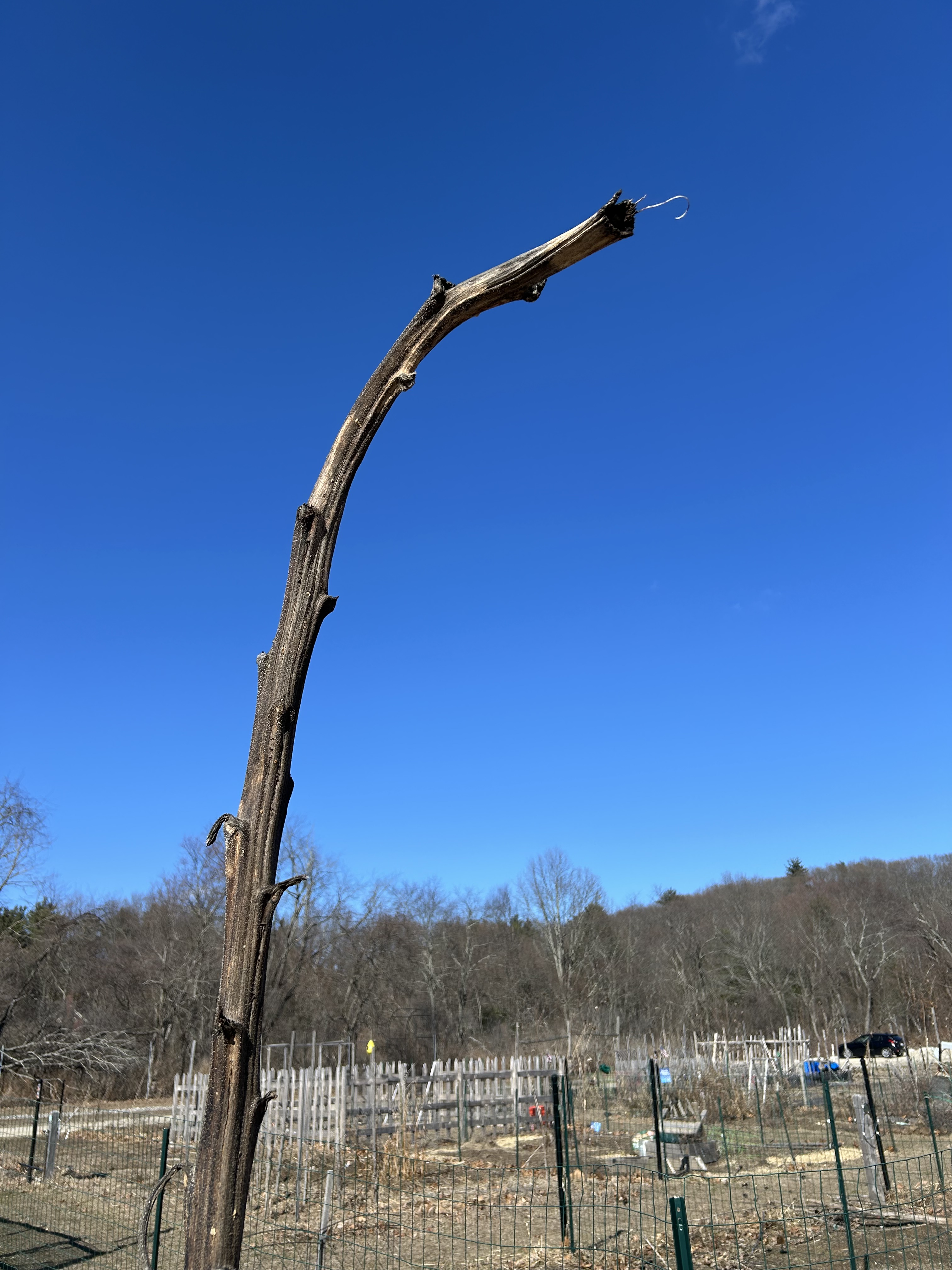 Bird perch