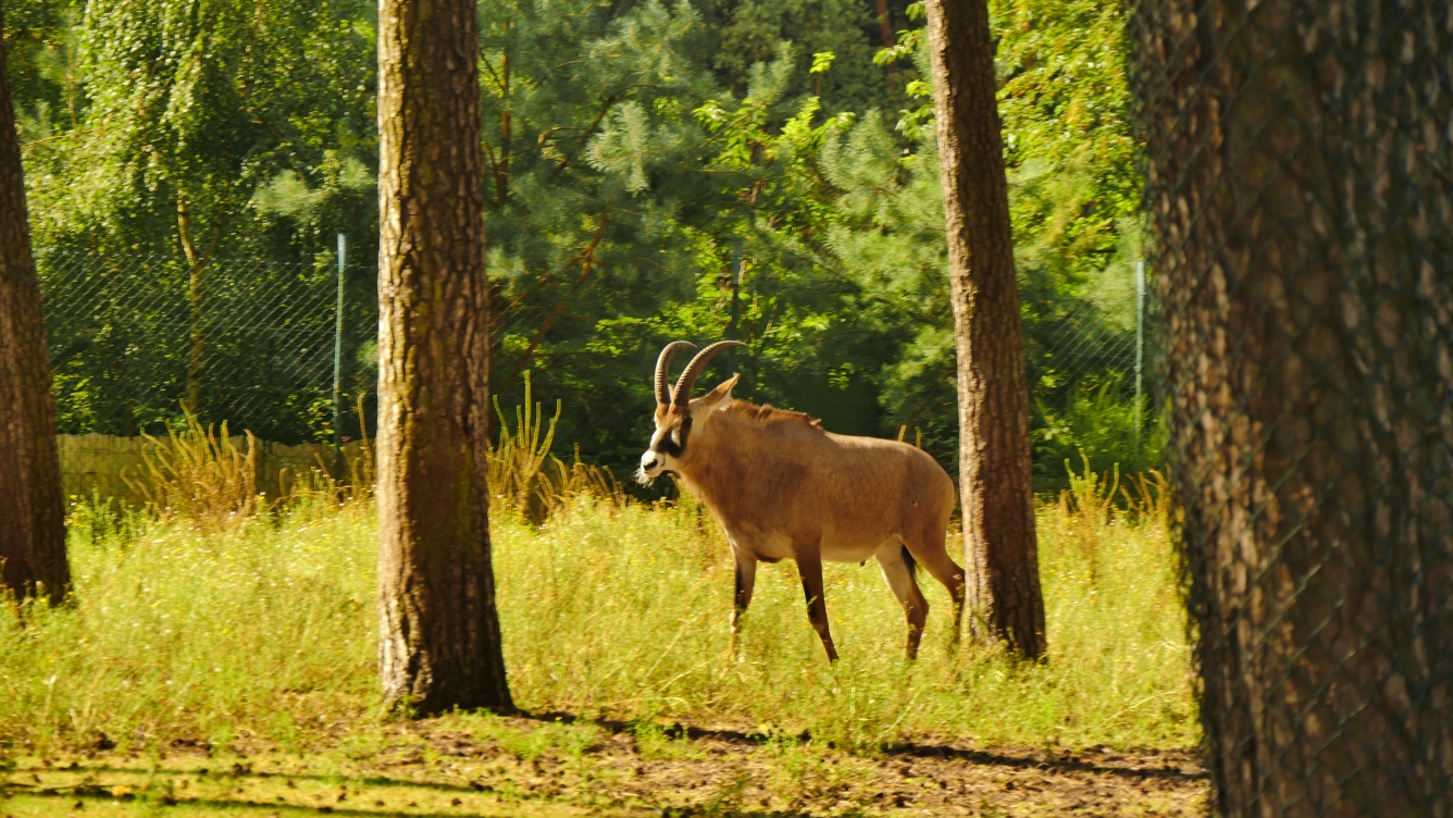 Serengeti-Park / Серенгети-Парк и кусочек Касселя