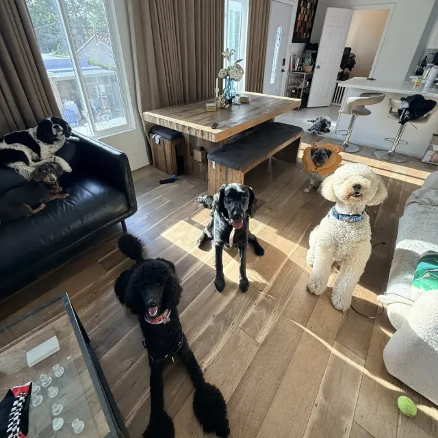 Dogs at Duke's Doggy Daycare