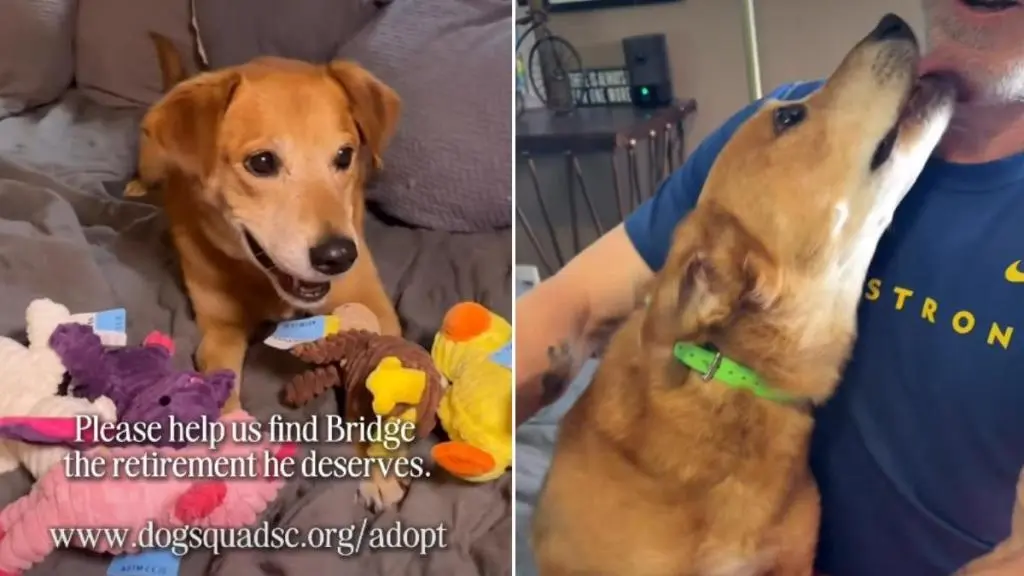 Senior Foster Dog's Simple Joy