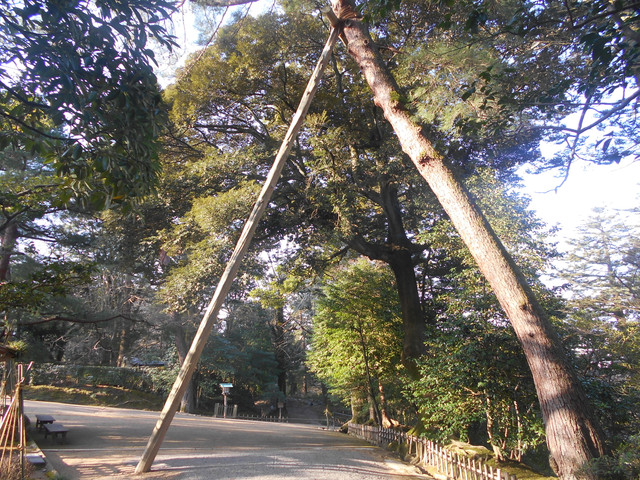 tree (japan)