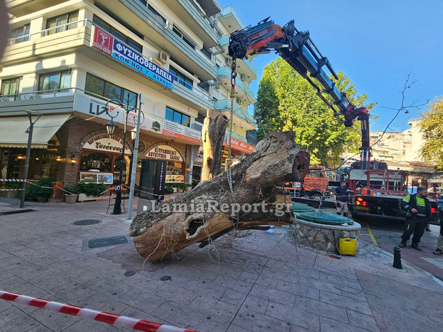 Δεντρο πλατεια Λαου026.jpg