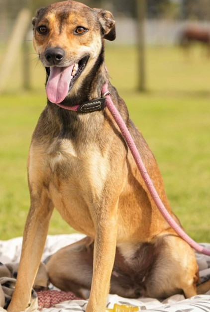 Mixed Breed