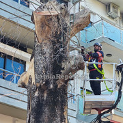 Δεντρο πλατεια Λαου021