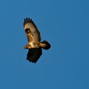 Mäusebussard02
