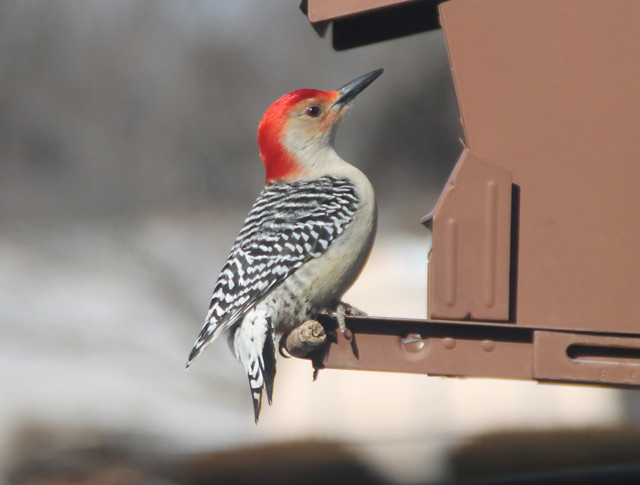 flicker1