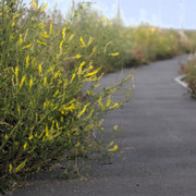 DSC5270-1