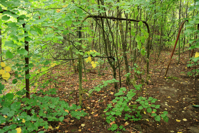 IMG-5906.jpg