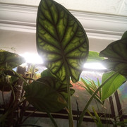 IMG-20240410-100759