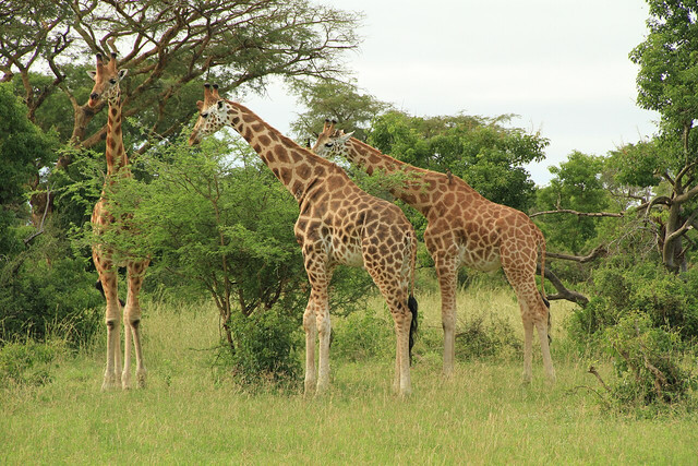Murchison-Falls-Giraffe.jpg