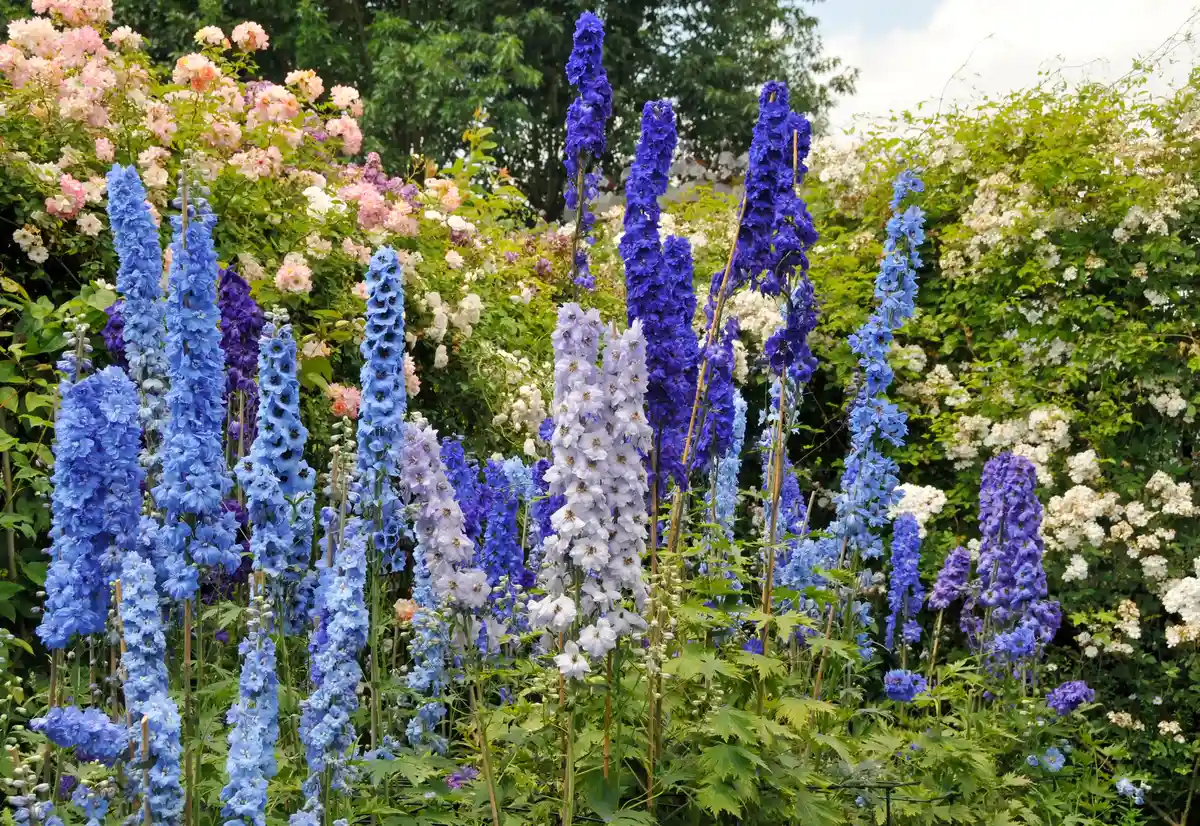 13 Flori albastre spectaculoase care par desprinse din altă lume