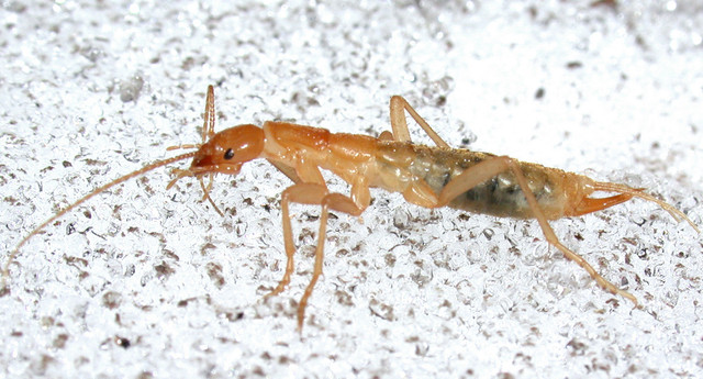 ice-crawl