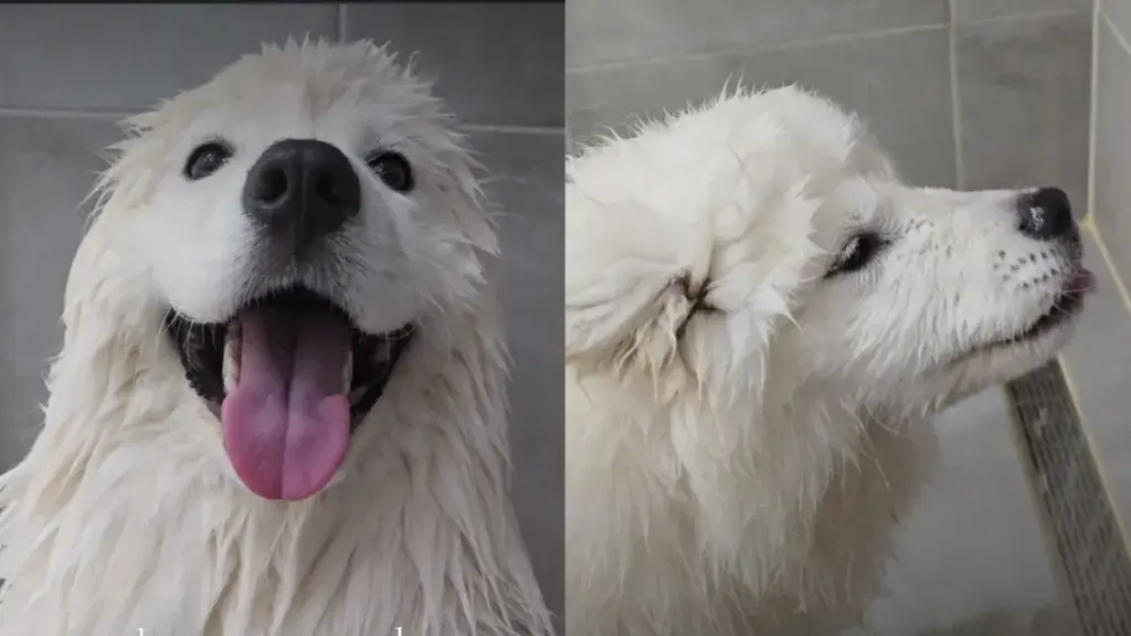 Bath Time Bliss for This Adorable Dog