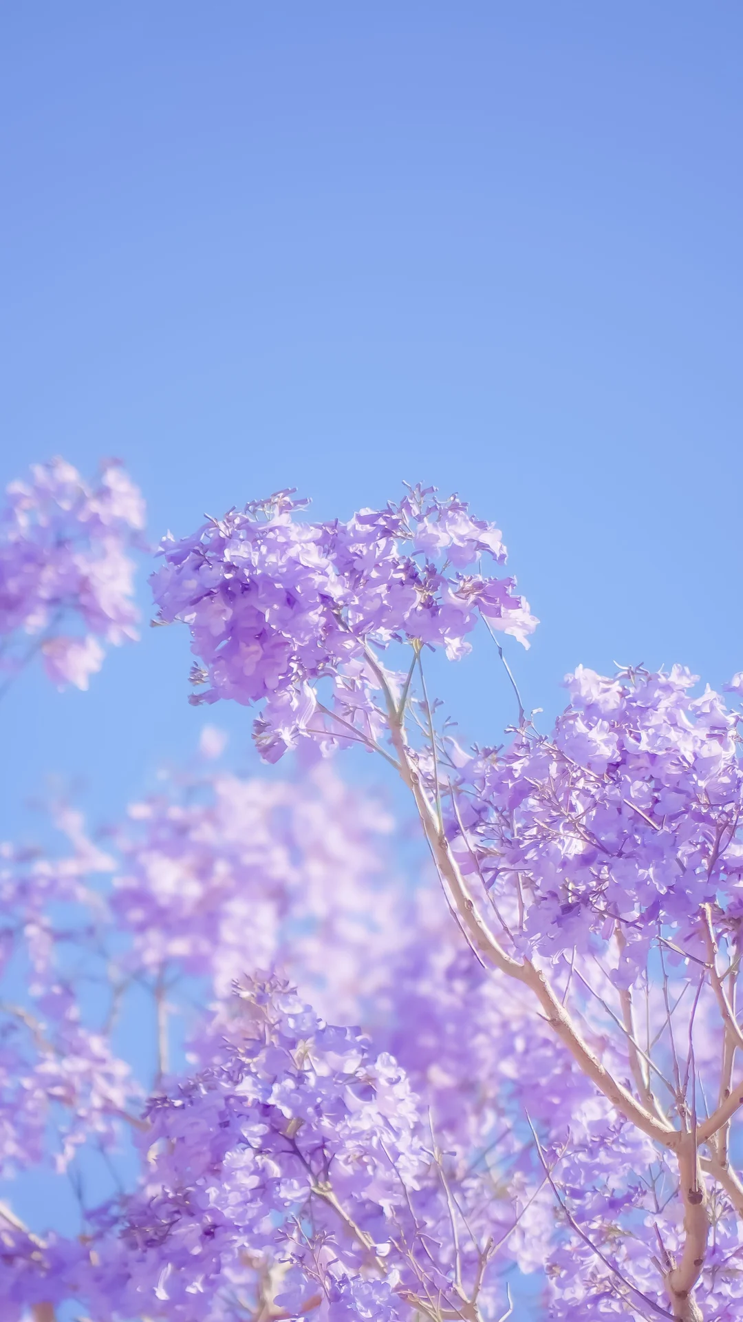 High quality Iphone Aesthetic Wallpaper wallpaper by The Daphne Lens from Pexels